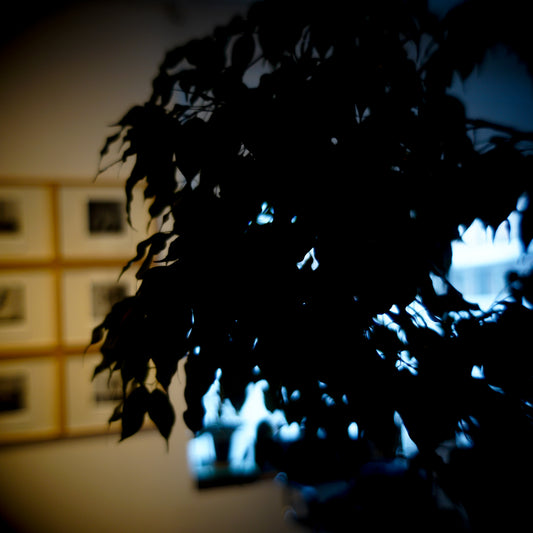 January 25, 2019 (tree)