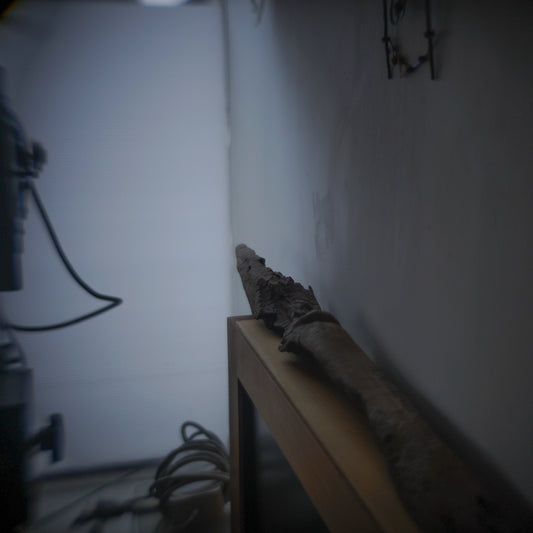 January 25, 2019 (crocodile)