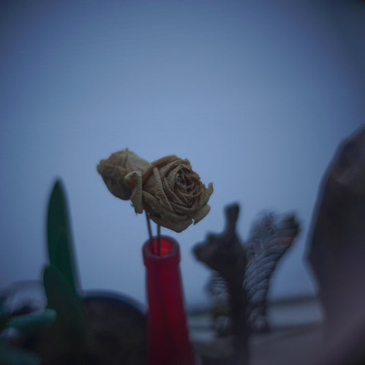 January 25, 2019 (roses)