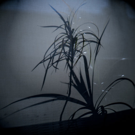 March 25, 2019 (plant)