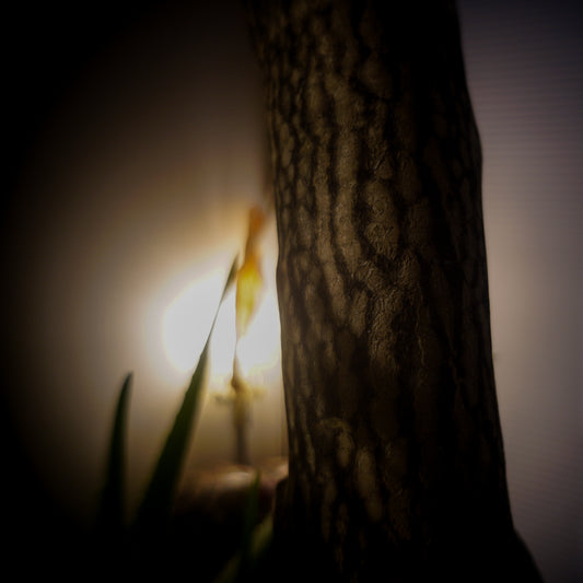 April 22, 2019 (tree)