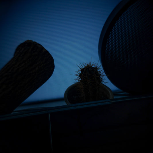 April 27, 2019 (cactus)