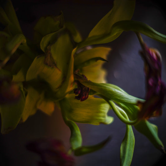 April 29, 2019 (tulip 1)