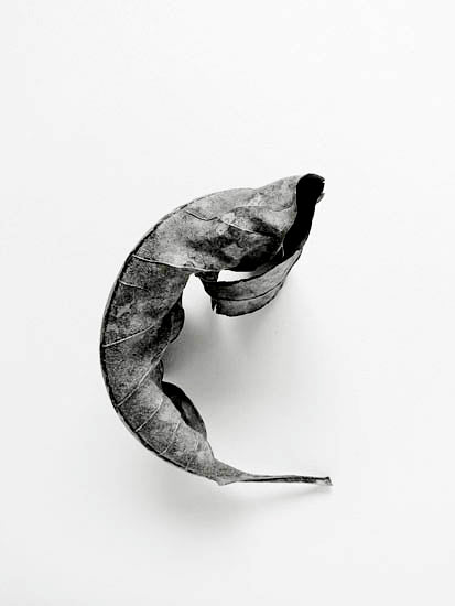 Edwin Kwan - Leaf 1