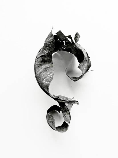Edwin Kwan - Leaf 2
