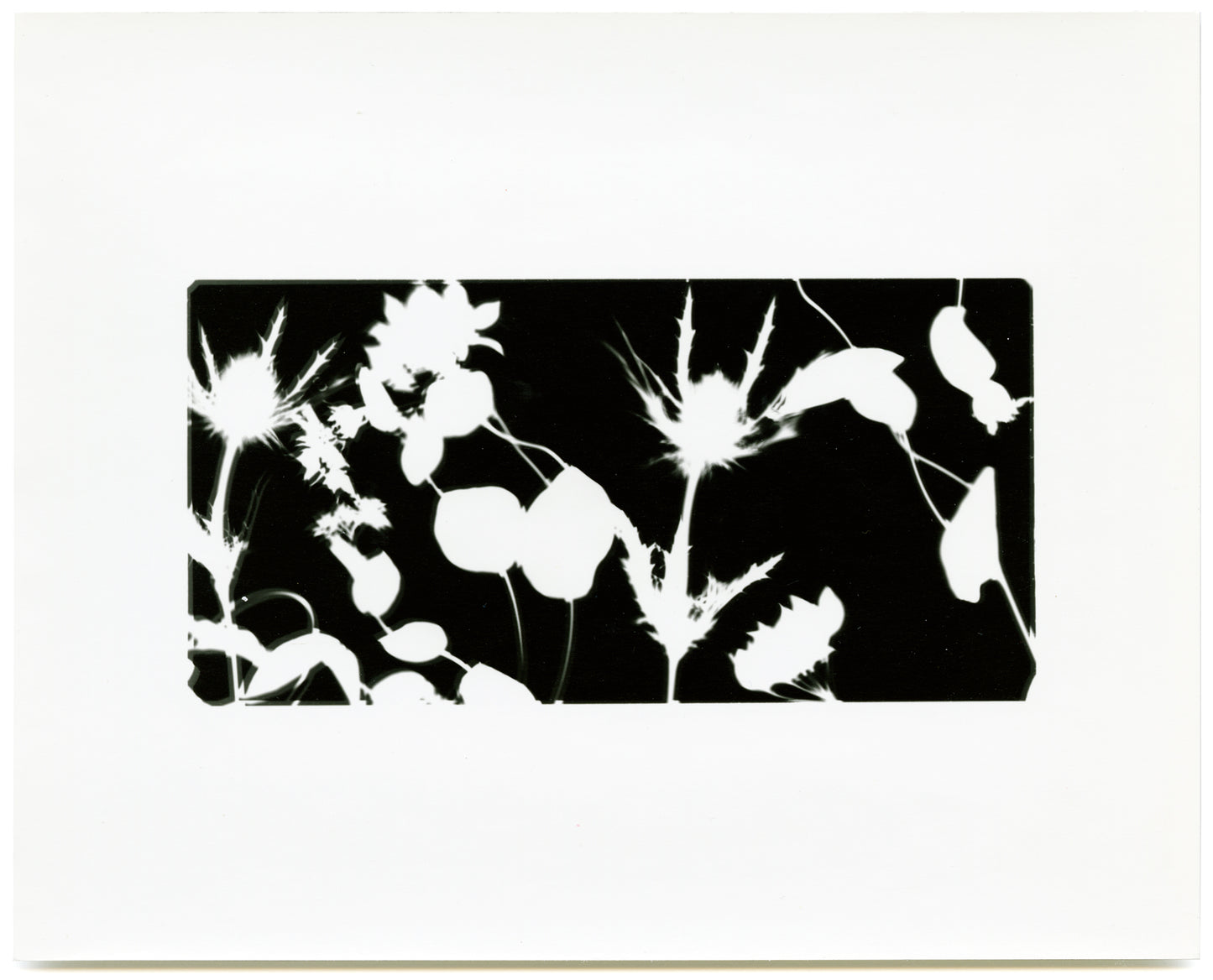 (Holly Lee) Photogram #4