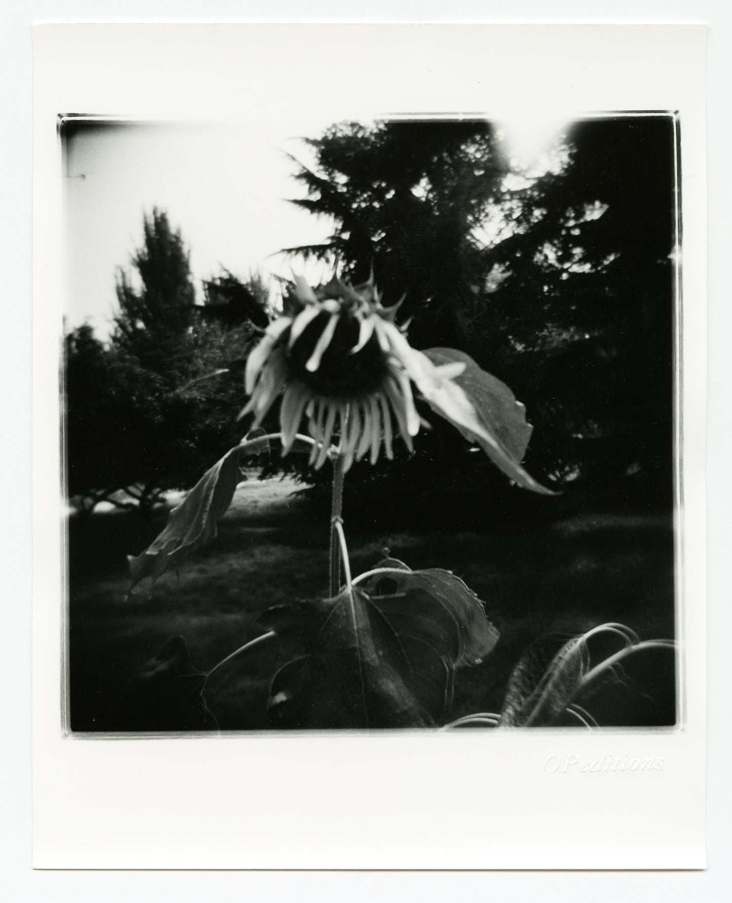 (Andrew Chester Ong) untitled