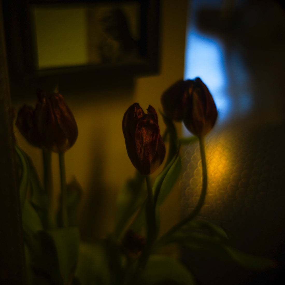 April 27, 2019 (tulip)