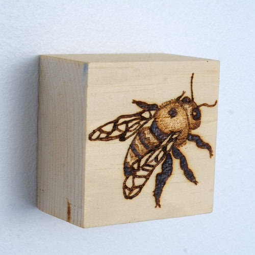 Erin Shadoff - Carpenter Bee